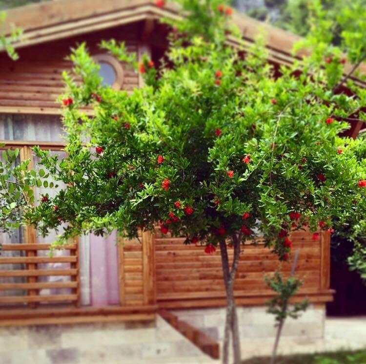 Sedir Palas Hotel Çıralı Esterno foto
